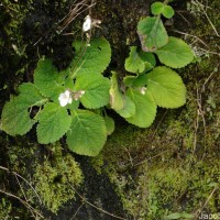 Henckelia humboldtiana (Gardner) A.Weber & B.L.Burtt